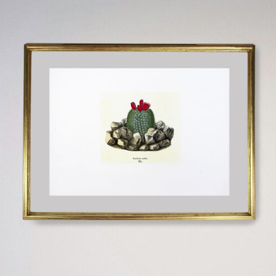 Fotograbado de cactus | Tienda de obra gráfica en Madrid