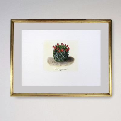 Fotograbado de cactus | Tienda de obra gráfica en Madrid