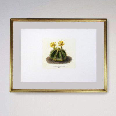 Fotograbado de cactus | Tienda de obra gráfica en el centro de Madrid
