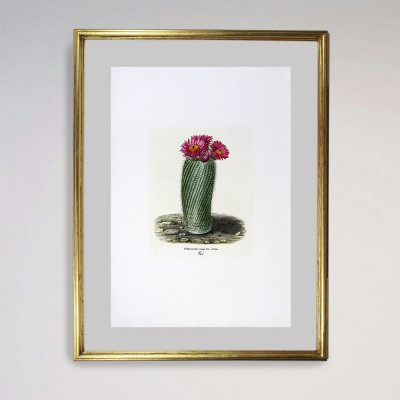 Fotograbado de cactus | Galería de arte y tienda de marcos en Madrid