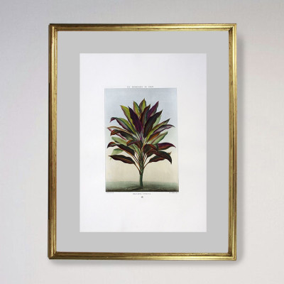 Plantas