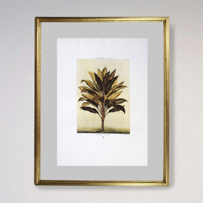 Plantas