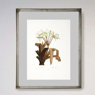 Plantas