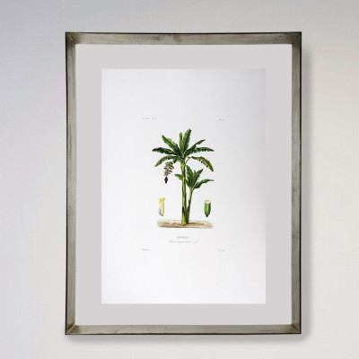 Palmeras