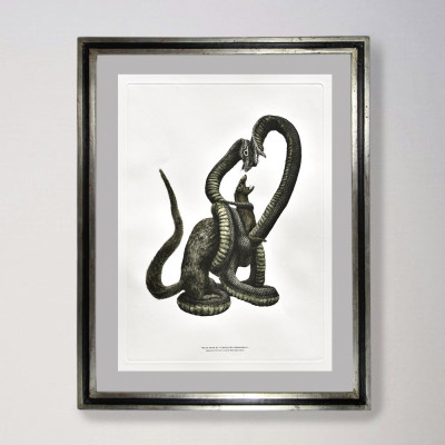 Naja naja & Herpestes edwardsii | Jesús Brea | Grabado |  Galería Madrid
