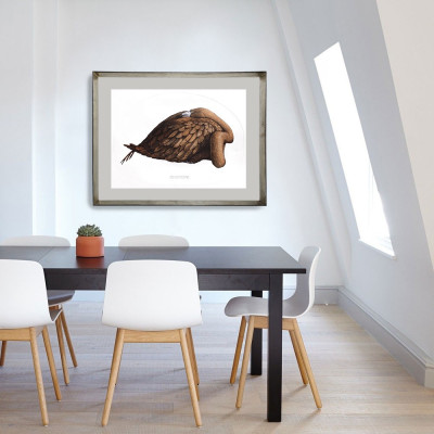 Phoenicopterus ruber | Jesús Brea | Tienda de grabados en Madrid