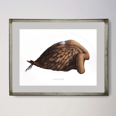 Phoenicopterus ruber | Jesús Brea | Tienda de grabados en Madrid