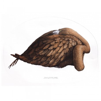 Phoenicopterus ruber 2