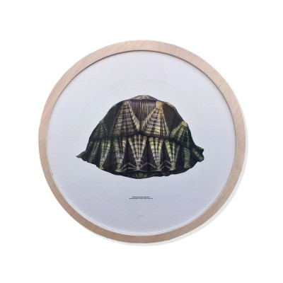 Geochelone radiata | Grabado de Jesús Brea | Tienda de arte en Madrid