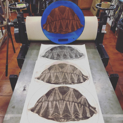 Geochelone radiata | Grabado de Jesús Brea | Tienda de arte en Madrid