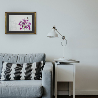 Agapantus I | Cristina Sicilia | Grabado |  Galería Madrid