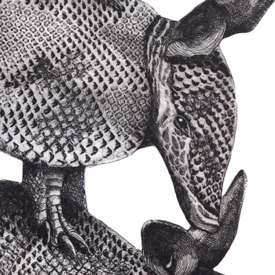 Dasypus novemcinctus | Jesús Brea | Tienda de grabados | Armadillo