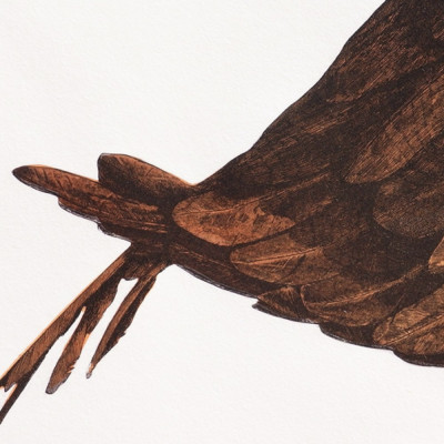 Phoenicopterus ruber | Jesús Brea | Tienda de grabados en Madrid