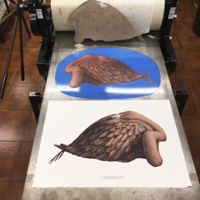 Phoenicopterus ruber | Jesús Brea | Tienda de grabados en Madrid